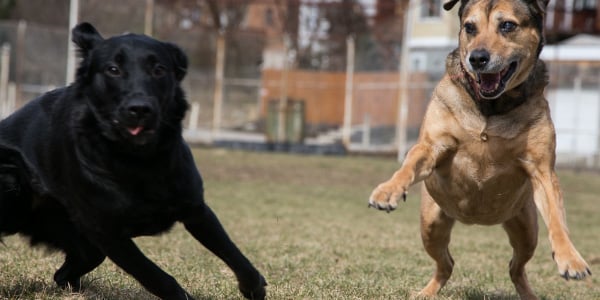 Treats to outlet calm hyper dogs